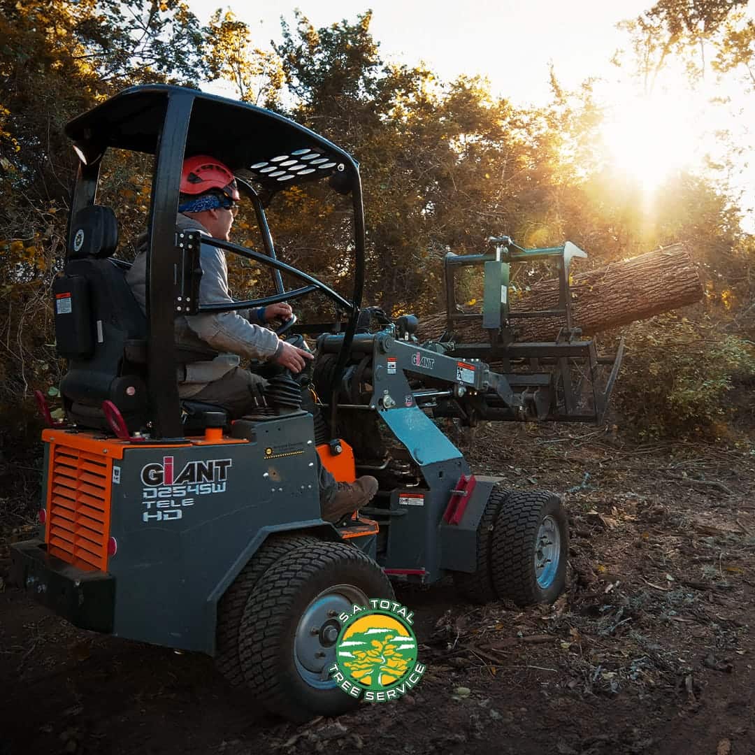 Completed tree service work across San Antonio including trimming, removal, stump grinding, and lot clearing