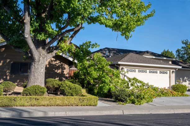 24/7 emergency tree service