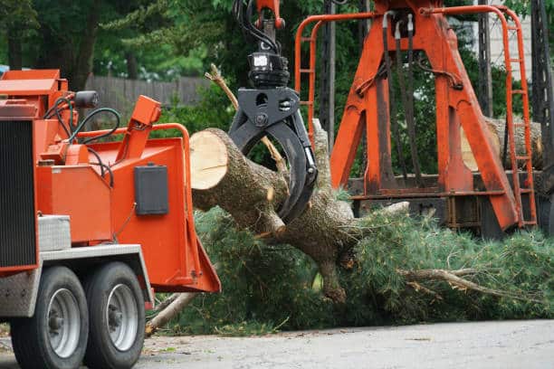 Stump grinding and removal