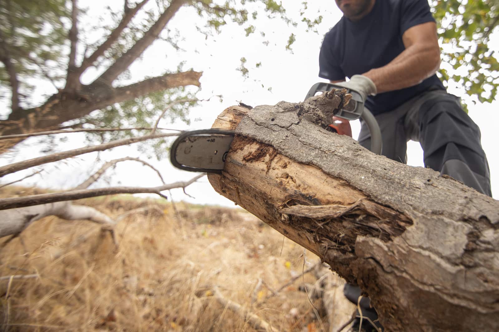 Tree demossing service